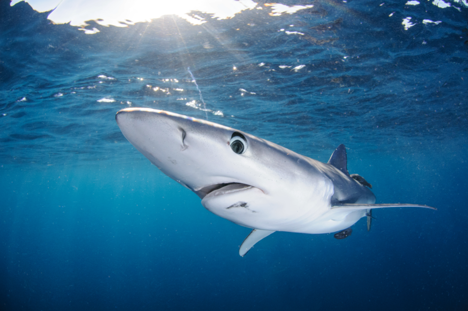 blue shark