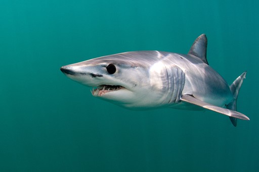 shortfin mako